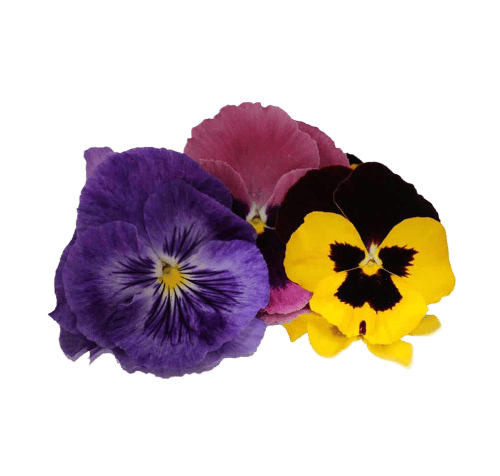 Flores comestibles 25-30 gr