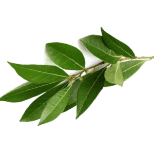 Laurel fresco 80 gr